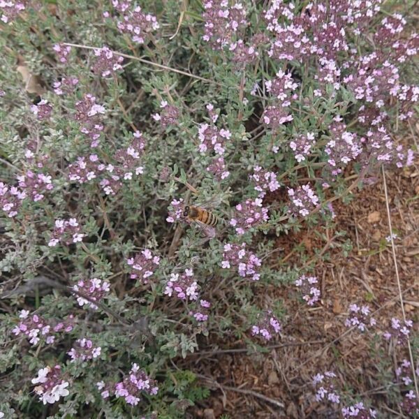 Miel de Garrigue – Image 3