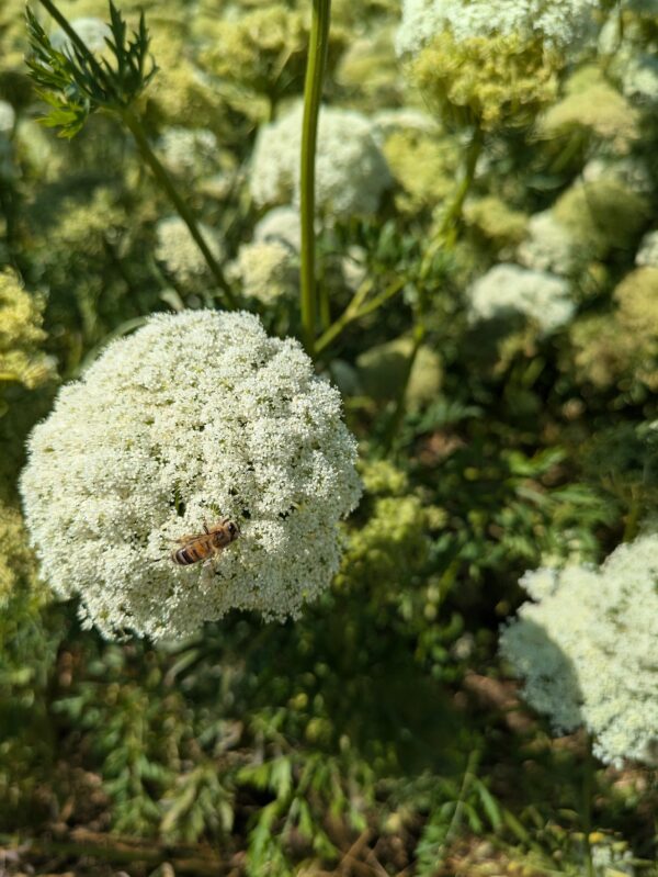 Miel de fleurs de carotte et oignon – Image 2