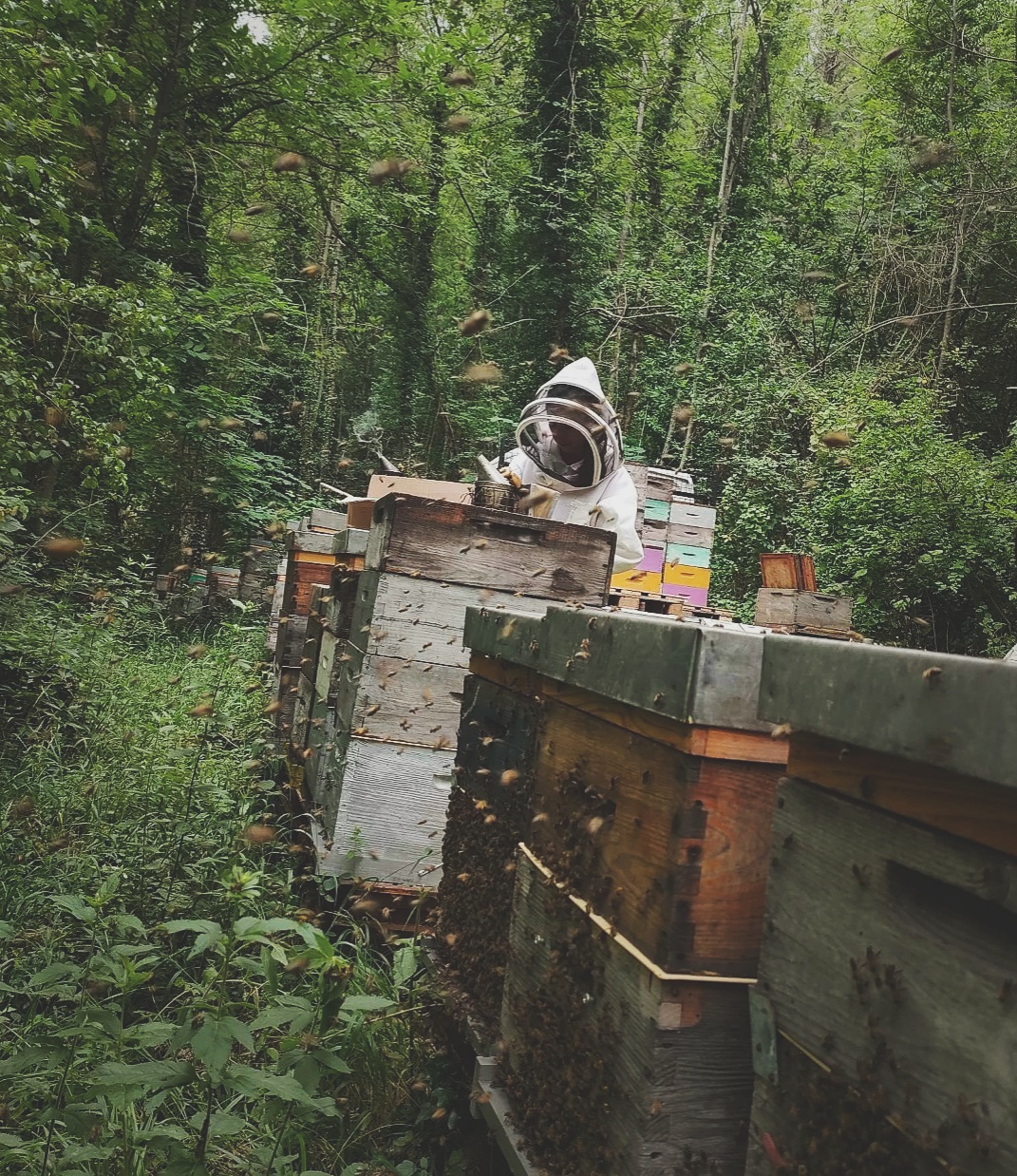 2022 - travaux au rucher du Domaine de Coume Louvière