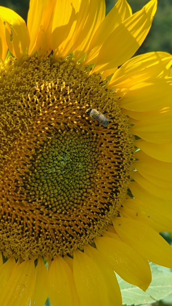 Miel de Tournesol – Image 3