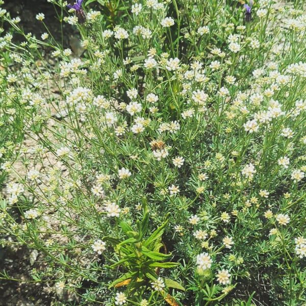 Miel de Garrigue - NEW – Image 4