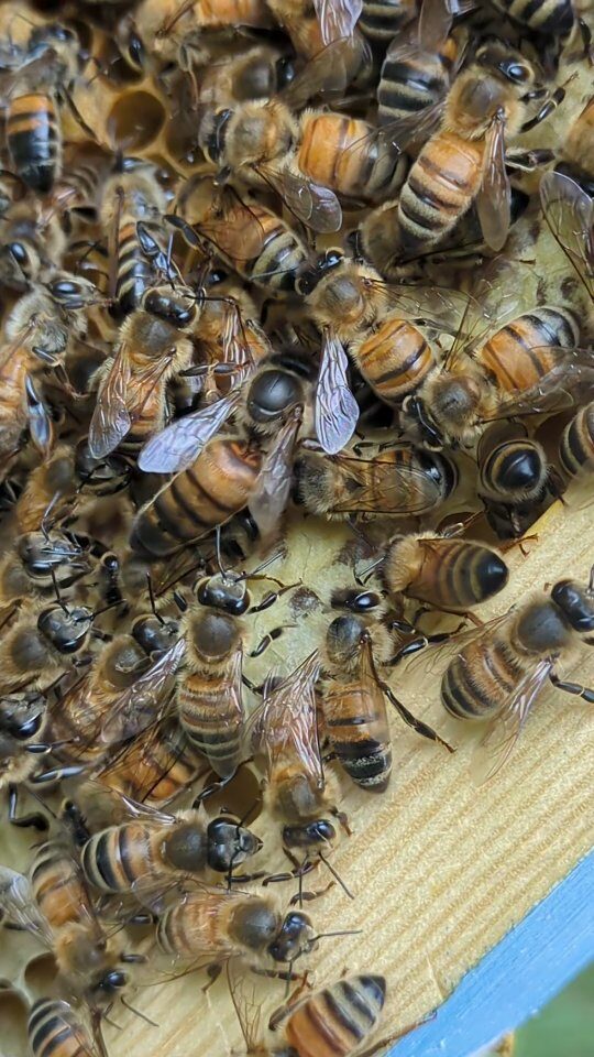 Instagram post from beefolies. This post is in position 1.