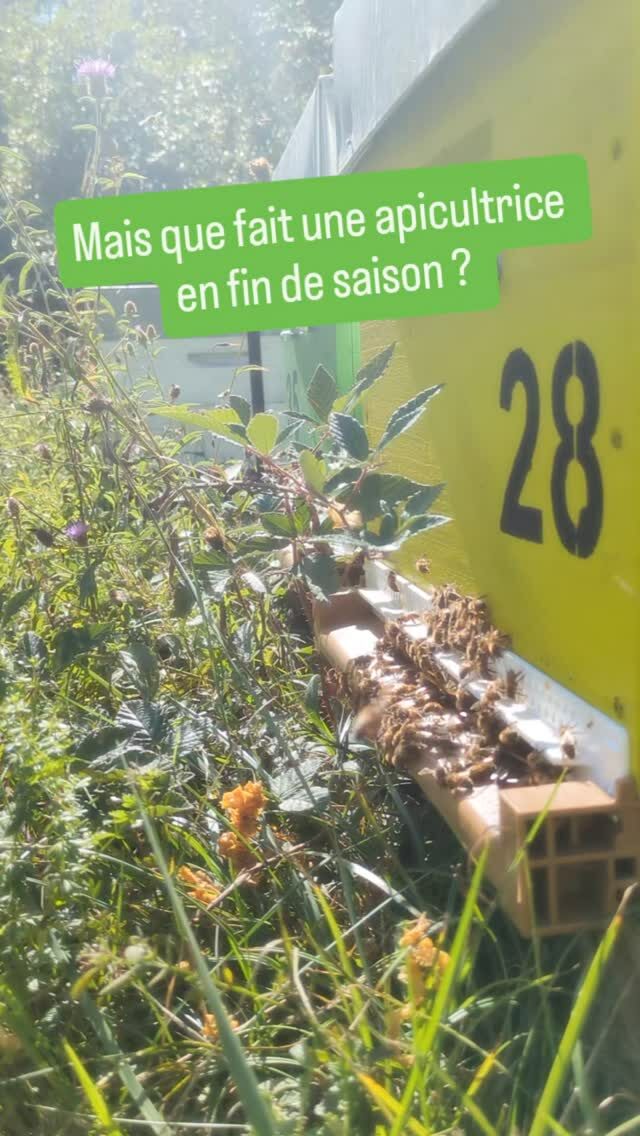 Instagram post from beefolies. This post is in position 2.