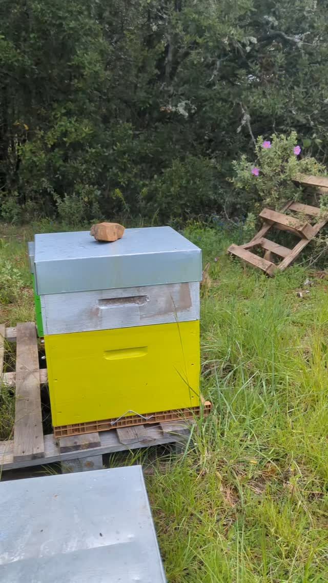 Instagram post from beefolies. This post is in position 5.