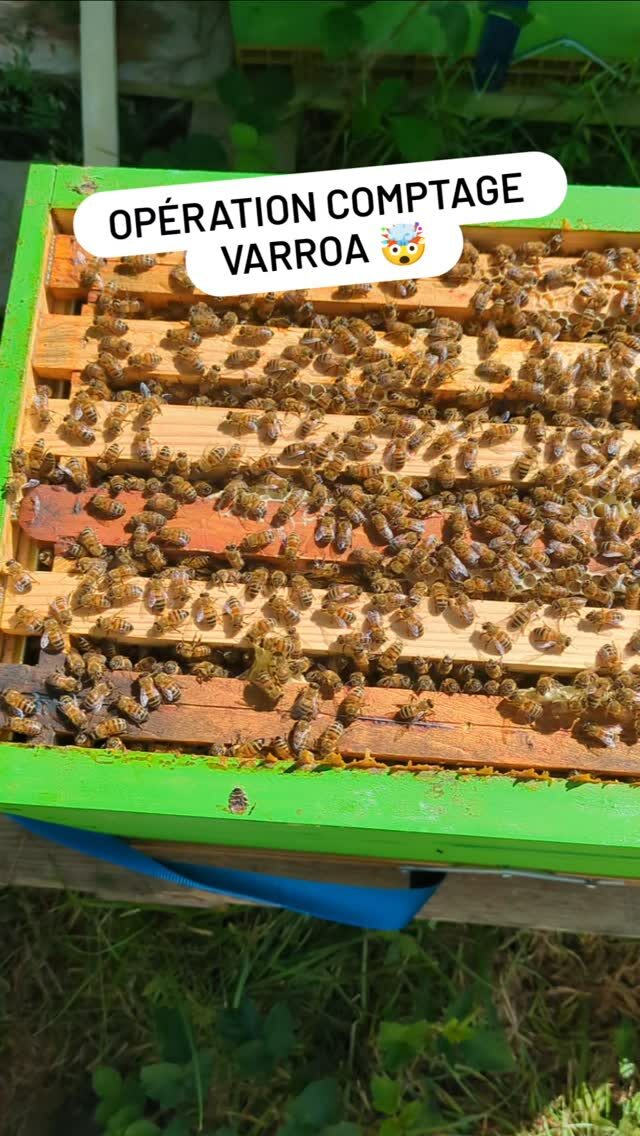 Instagram post from beefolies. This post is in position 2.