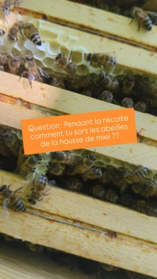 Instagram post from beefolies. This post is in position 1.